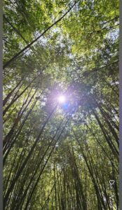 the other side 9 Bamboo India