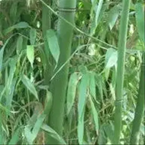 0GDkg6ay Bamboo India