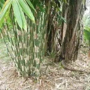 1ktrpfaQ Bamboo India