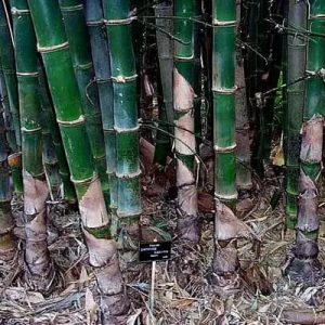 5GC8PpCX Bamboo India