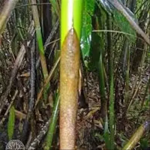 7fe0m2uc Bamboo India