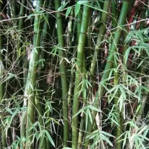 A73myASn Bamboo India