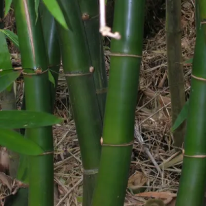 AuLJT0Ax Bamboo India