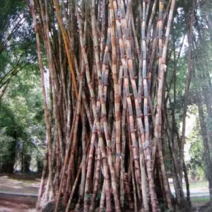 Bmt0onJu Bamboo India