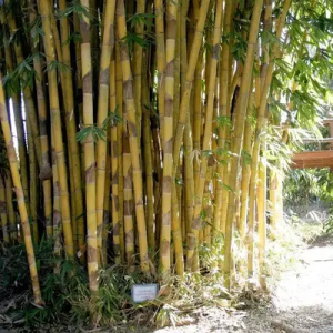 BoSoq19f Bamboo India