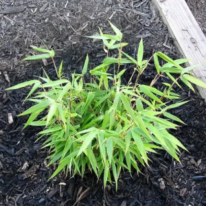 CoYj8Sx5 Bamboo India