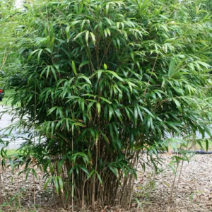 CtlV0wa3 Bamboo India