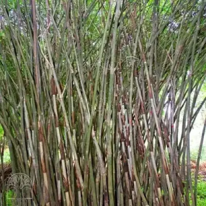 EK8wf46h Bamboo India