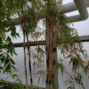 GStUvObp Bamboo India