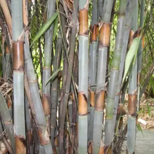 JcID1bRC Bamboo India