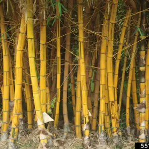 MkDXhKIJ Bamboo India