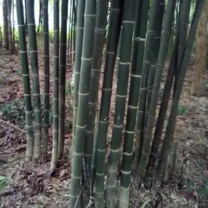 NTWAlHER Bamboo India