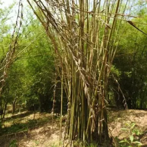 R2kihCYr Bamboo India