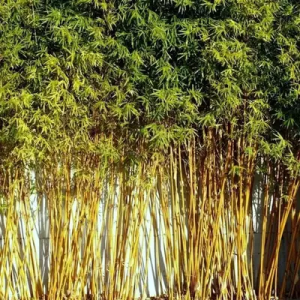 Rz2SGdy9 Bamboo India