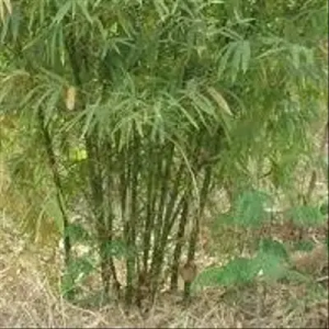 SApeALVL Bamboo India