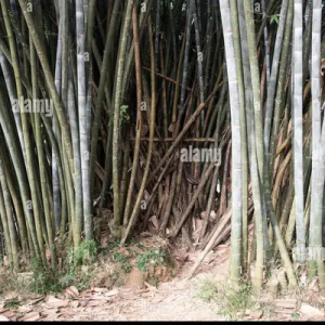 UEi7BTqc Bamboo India