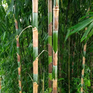 VmWEts43 Bamboo India