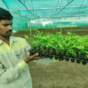 YRgjNgeq Bamboo India