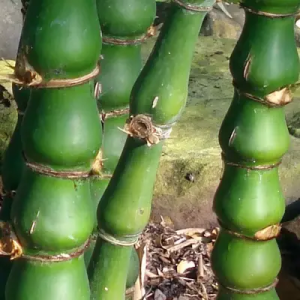 aYkytbo0 Bamboo India