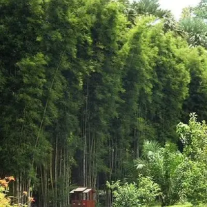 b6QpjQhd Bamboo India