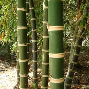 bzphD54W Bamboo India