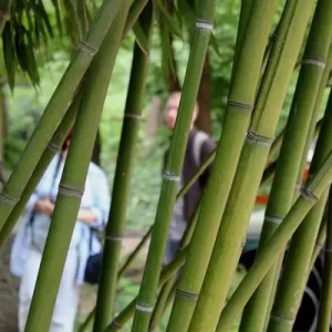 dShIIza4 Bamboo India