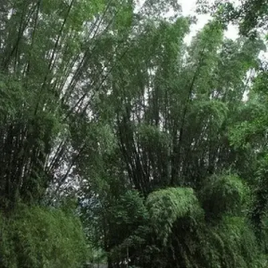 dvnQ27eO Bamboo India