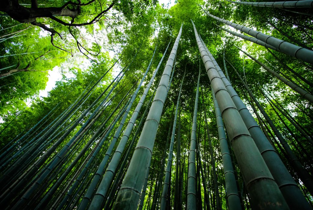 From Nature to Home: The Journey of Bamboo Products 1 Bamboo India eleonora albasi fSAyrw46Tx4 unsplash Bamboo India