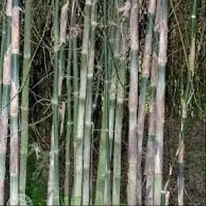 iMKC0vi5 Bamboo India