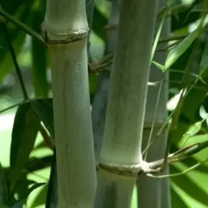kJIZfir1 Bamboo India
