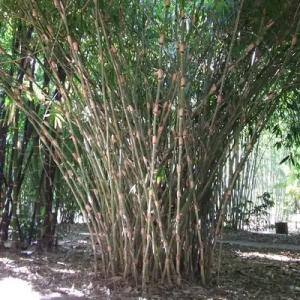 lUEOztLt Bamboo India