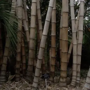 lsthQeX8 Bamboo India