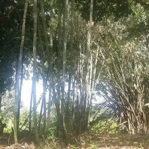 mEJQ79iP Bamboo India