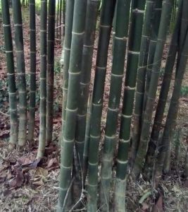 oBZFKaCX Bamboo India