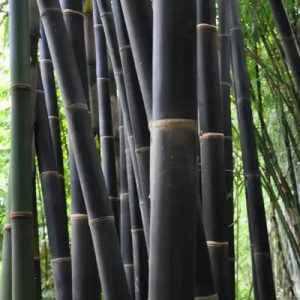 oMz4gtDf Bamboo India