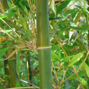 pGYWVmAx Bamboo India