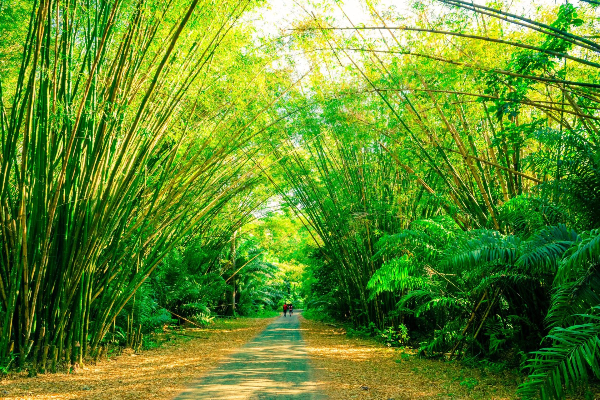 Bamboo and Agriculture: Exploring Sustainable Farming Practices 1 Bamboo India pexels kenrick baksh 4191988 scaled Bamboo India