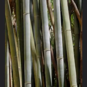 sfCYe5kV Bamboo India