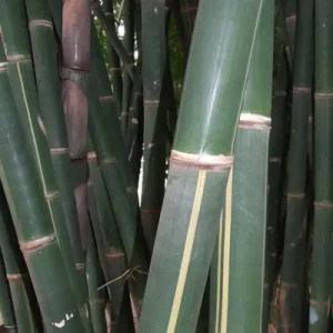 uOrAKR58 Bamboo India