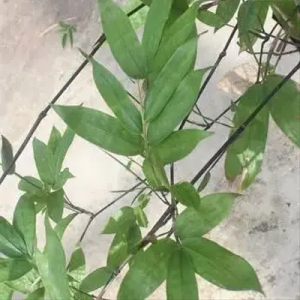 updNtUWy Bamboo India