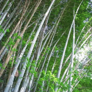 vym9HHwx Bamboo India