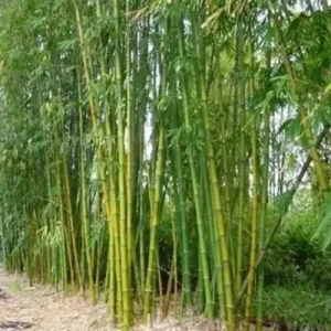 wfpqH25k Bamboo India