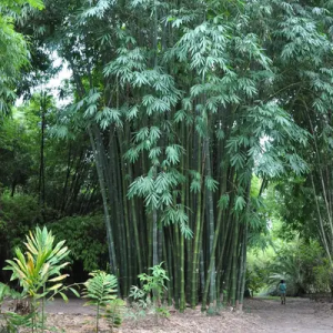 xe6Nvr80 Bamboo India