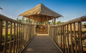 IMG 0561 Bamboo India