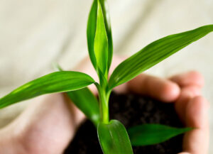 aec84e 54743788fda74cde8cf79fbc1d5b0a9amv2 Bamboo India