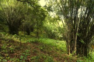 bambootales29 Bamboo India