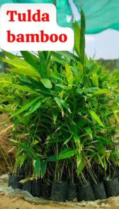 chirag sanja 5 Bamboo India