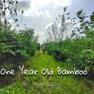 chirag sanja 6 Bamboo India