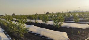 chirag sanja 8 Bamboo India