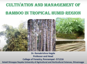 forestry ramakrishna hegde 17 Bamboo India